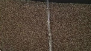 Horny, pissing on the wall next to my desk