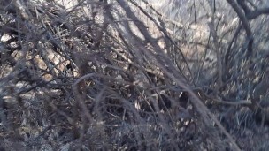 mofo2121 in the woods 2