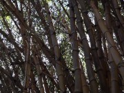 Bitch Loves To Get Naked At The Park And Enjoy Herself When Watched 2/16