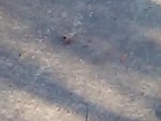 ant dragging this poor spider to his doom  12/16