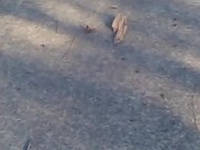 ant dragging this poor spider to his doom  5/16