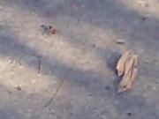ant dragging this poor spider to his doom  8/16