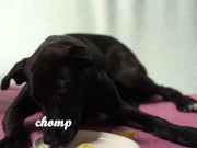 Italian Lesbian Filtered VIDEO of Bitch Swallowing IT ALL 4/16