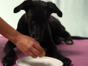 Italian Lesbian Filtered VIDEO of Bitch Swallowing IT ALL 6/16