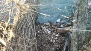 River on the whood mansturbation 