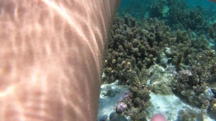 Snorkeling trips with hot tourists