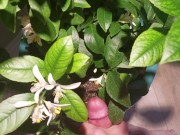 Jerk Off Nutrient for the Lemon