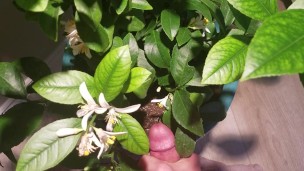 Jerk Off Nutrient for the Lemon