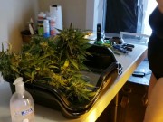 Harvest with me! Buds and butt