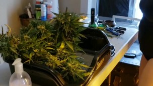 Harvest with me! Buds and butt