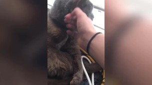 PUSSY STROKING CUMPILATION