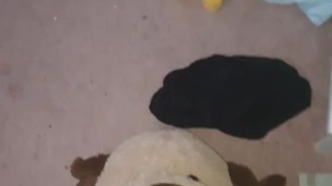 Pissing on stuff animal