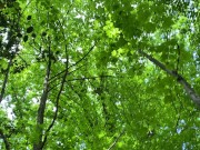 I looked at nature and suddenly a stranger came and jerked me ! (4K) 2/16