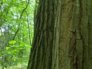 I looked at nature and suddenly a stranger came and jerked me ! (4K) 3/16