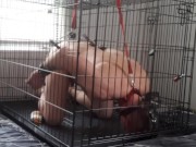 Restrained in a locked dog cage for almost an hour pt.1