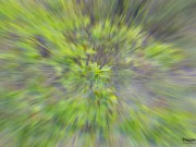 Сучка получила двойной оргазм в лесу