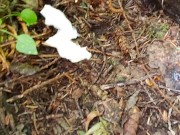 Pissing On Another Girls TP 13/16