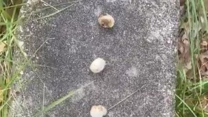Mushroom stomp with me ;) you’re the mushroom baby