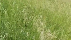 Taking the dick out for a walk & piss.