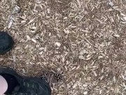 Dirty sneakers stepping on pine cones in the park