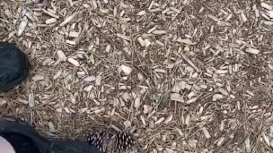 Dirty sneakers stepping on pine cones in the park