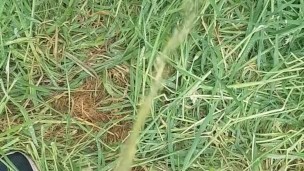 Outdoor pee