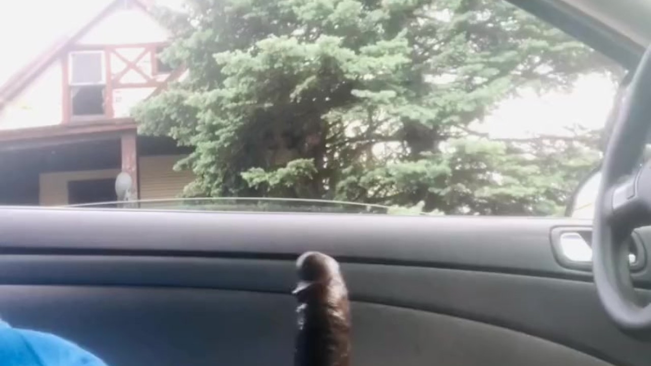 BBC Dick Flash! Stroking in Car during Quarantine gets Caught!