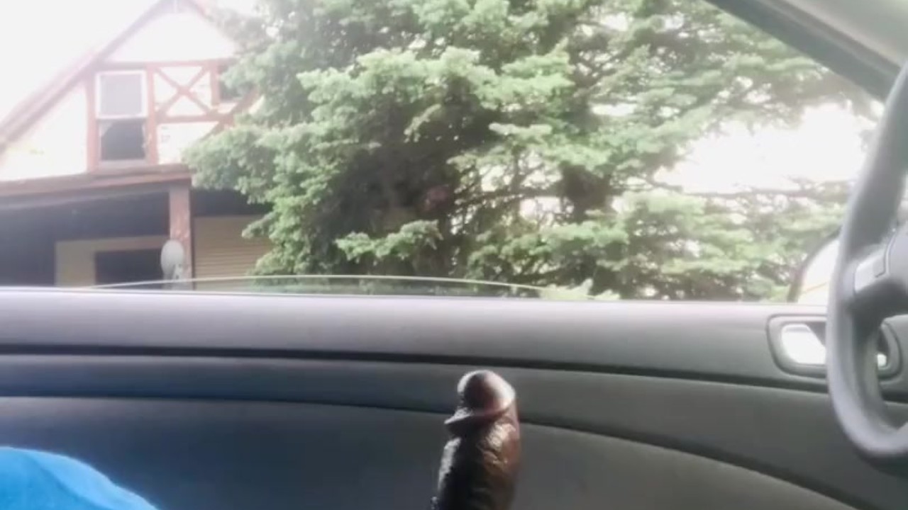 BBC Dick Flash! Stroking in Car during Quarantine gets Caught!
