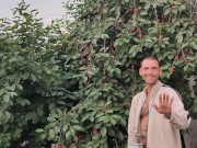 Jug of ripe cherries. 1/16