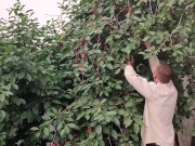 Jug of ripe cherries. 10/16