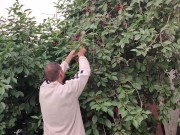 Jug of ripe cherries. 11/16