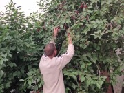 Jug of ripe cherries. 12/16