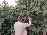 Jug of ripe cherries. 13/16