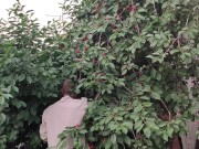 Jug of ripe cherries. 14/16