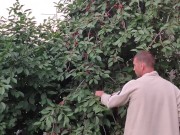 Jug of ripe cherries.