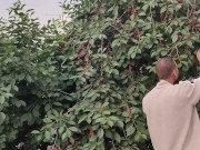 Jug of ripe cherries. 2/16