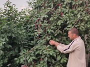 Jug of ripe cherries. 3/16