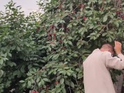 Jug of ripe cherries. 4/16