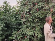 Jug of ripe cherries. 5/16