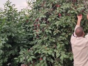 Jug of ripe cherries. 6/16