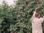 Jug of ripe cherries. 7/16