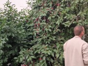 Jug of ripe cherries. 9/16