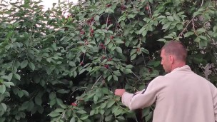 Jug of ripe cherries.