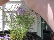 Watering the plants