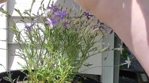 Watering the plants
