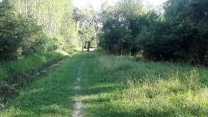 Forest walking