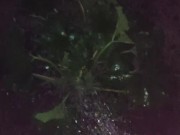 I almost forgot to water the garden. 4/16