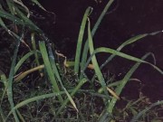 I almost forgot to water the garden. 7/16