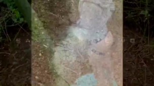 PREVIEW - ONLYFANS- DOWN IN THE WOODS 