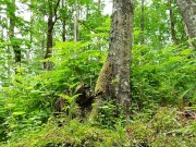 Absolutely Desperate Spray Power Piss On The Path 7/16